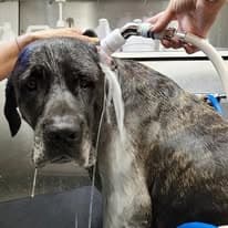 Ohana Grooming