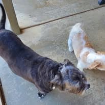 Ohana Grooming