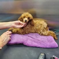 Ohana Grooming